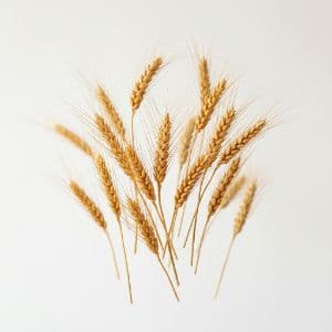 Espigas de trigo dorado